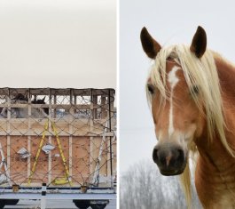 Canadian horses are shipped live to Japan under inhumane conditions, just to face death. 