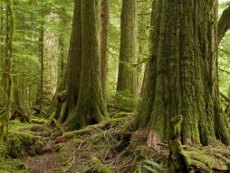 Nature Canada Report--Lost in the Woods: Canada’s Hidden Logging Emissions are Equivalent to Those From Oil Sands Operations