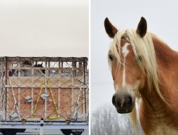 Canadian horses are shipped live to Japan under inhumane conditions, just to face death. 