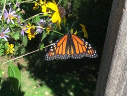 Monarch butterfly