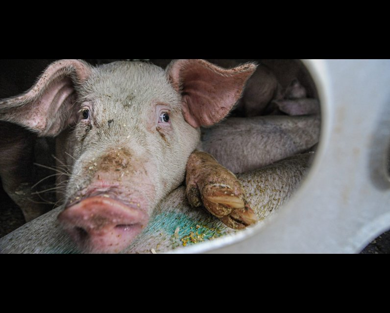 Unsplash photograph of a pig on a Canadian farm by Jo-Anne McArthur