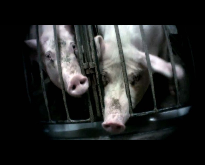 pigs in a cage
