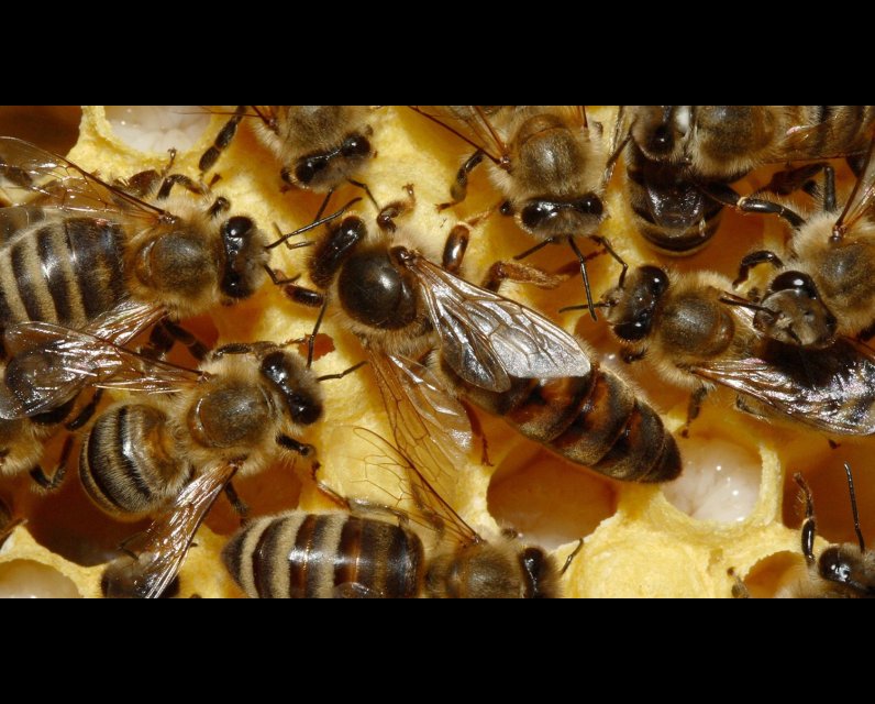 Bees in a bee hive