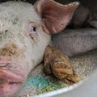 Unsplash photograph of a pig on a Canadian farm by Jo-Anne McArthur